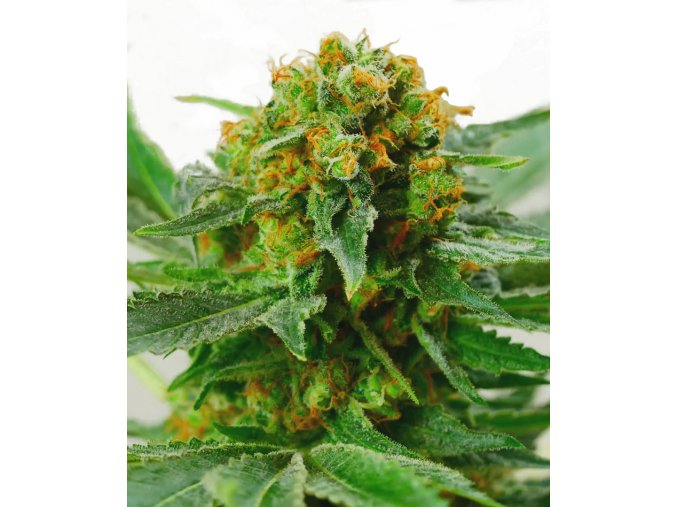 jack herer xl