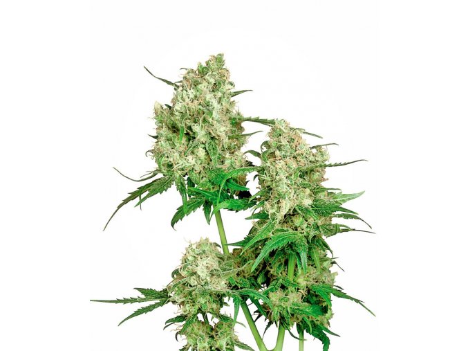 maple leaf indica xl