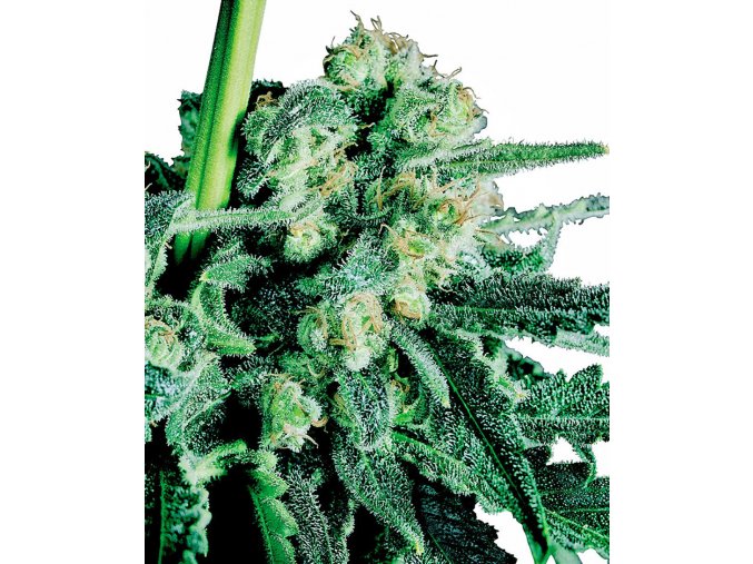 sensi skunk xl