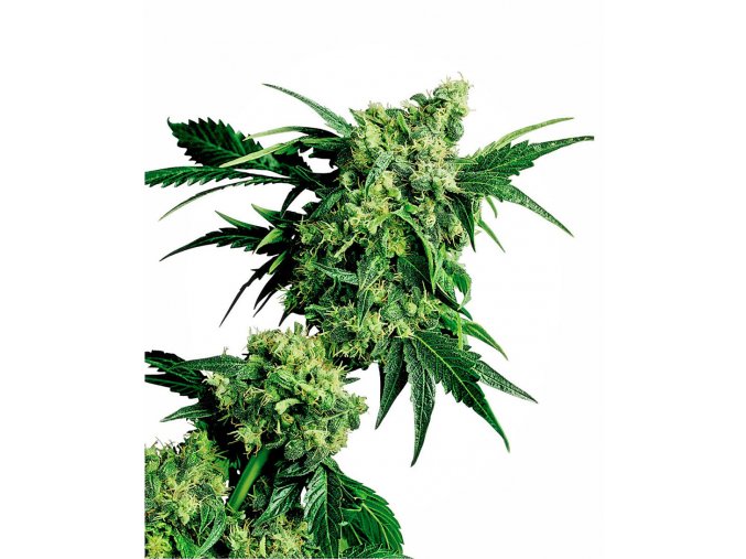 mr nice g13 x hash plant xl