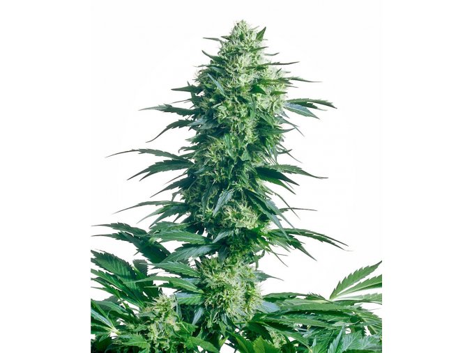 mother s finest xl