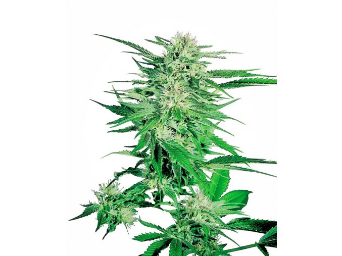 big bud xl