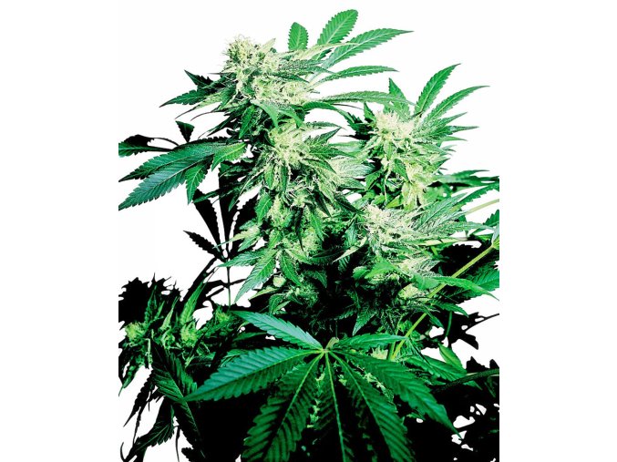 skunk kush xl