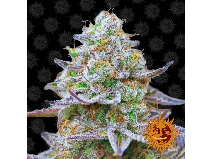 large gorilla zkittlez 1 341351