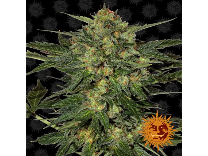 large lsd 1 956435