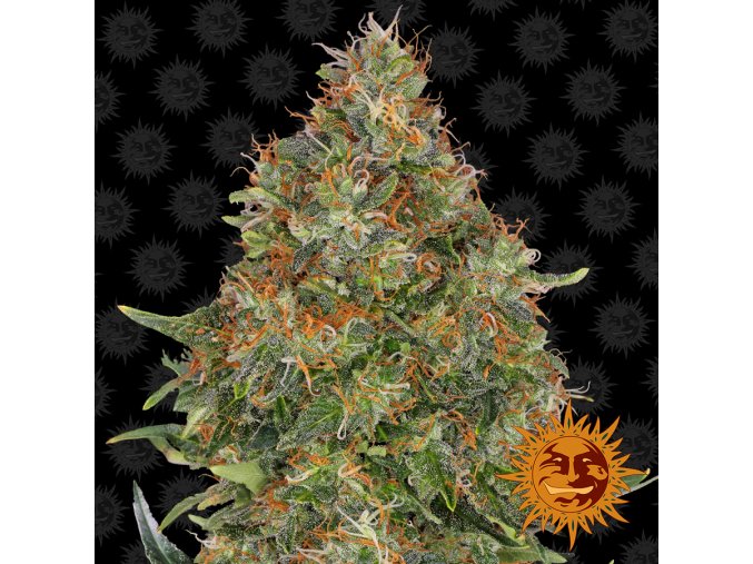 large pineapple express auto 1 956603
