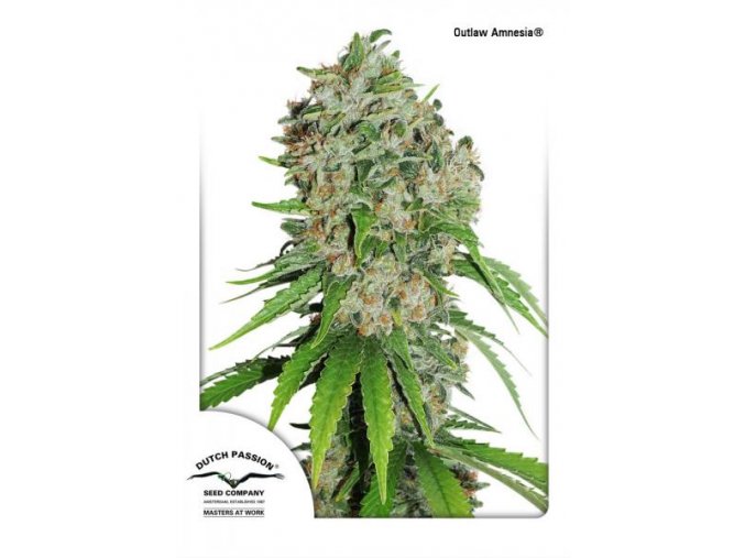 OutLaw Dutch Passion (1)