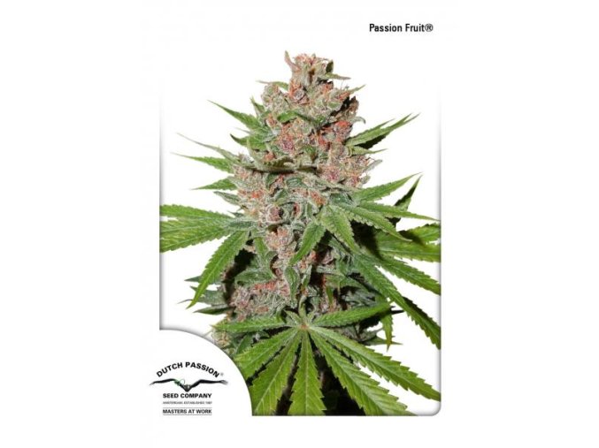 Passion Fruit Dutch Passion