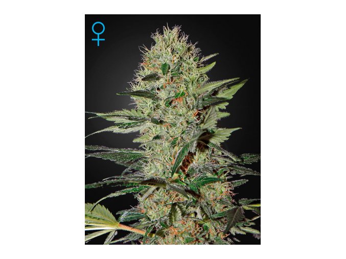 ExodusCheeseAuto