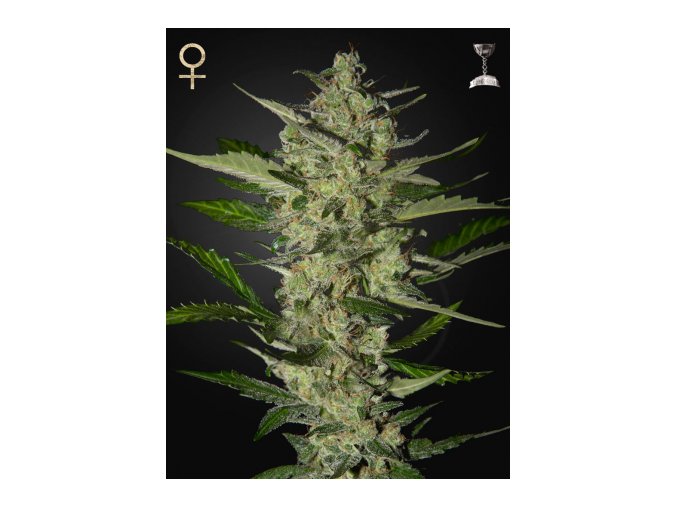 Flowerbomb Kush