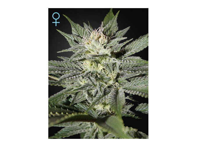 KK CBD rt02 17