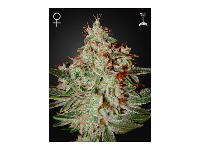 LemonSkunk