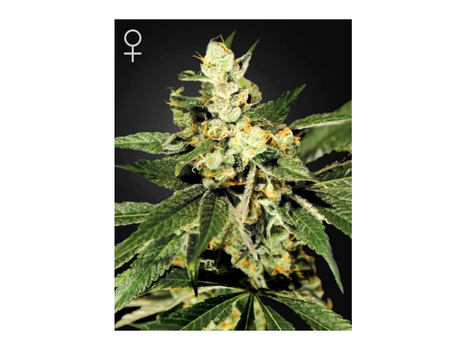 TrainWreck