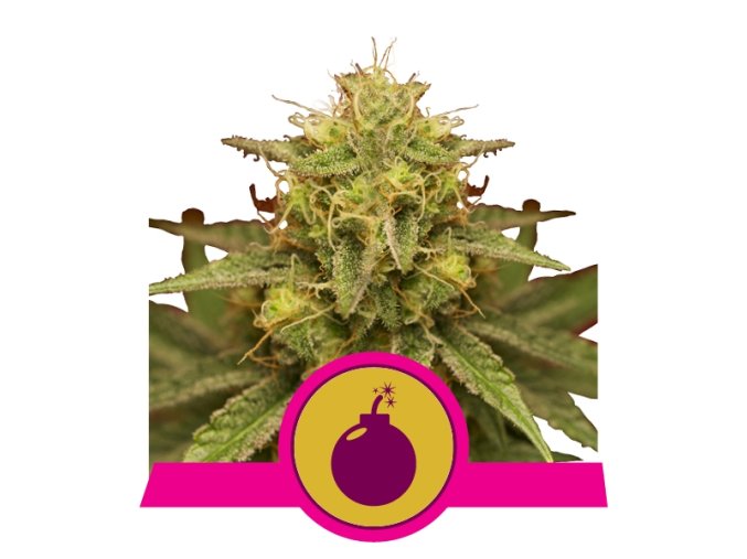 royal domina
