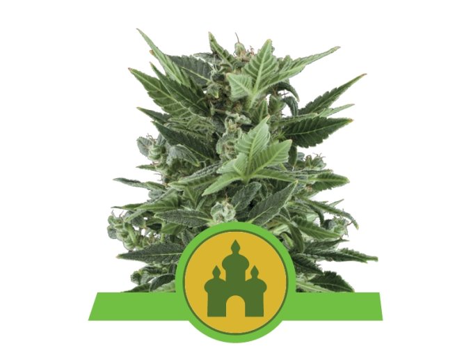 royal kush automatic