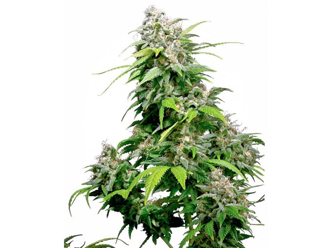 california indica xl