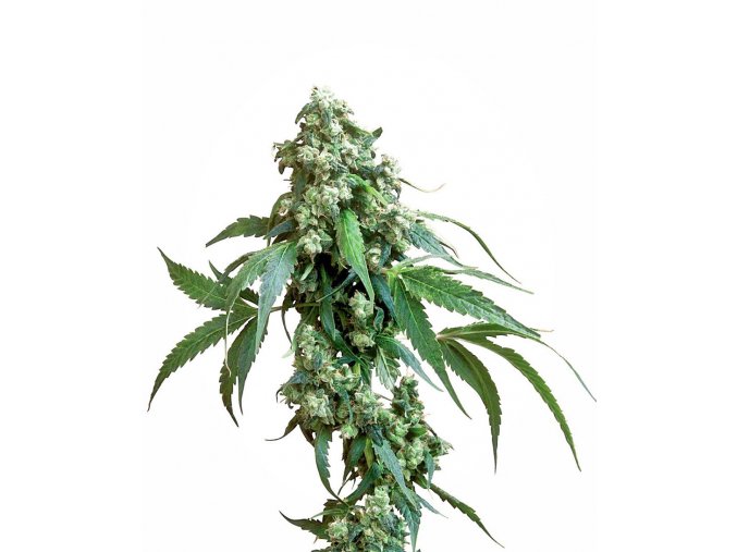 jack flash xl