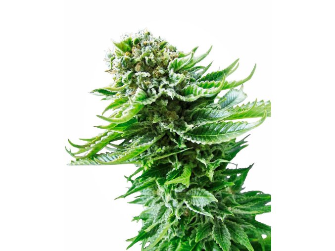 northern lights autoflowering xl