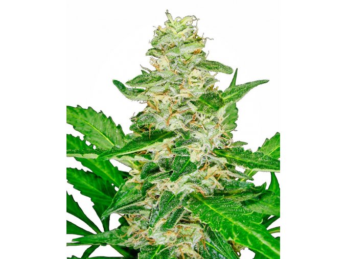 super skunk automatic xl