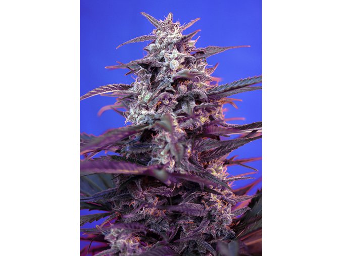 BLOODYSKUNK AUTO SWS44