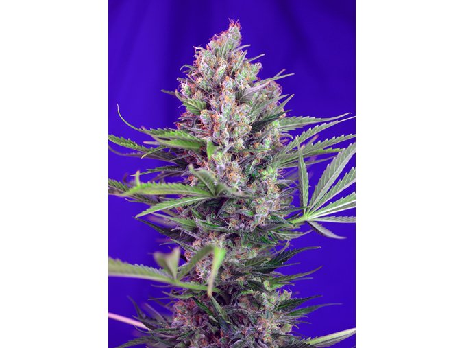 CREAMMANDARINE F1 SWS50