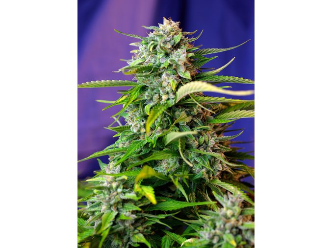 JACK47 AUTO(R) SWS31