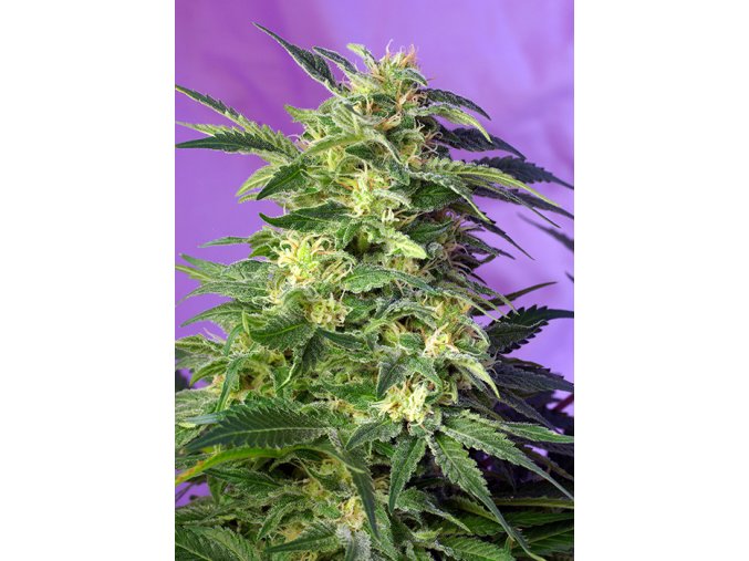KILLERKUSH AUTO SWS56