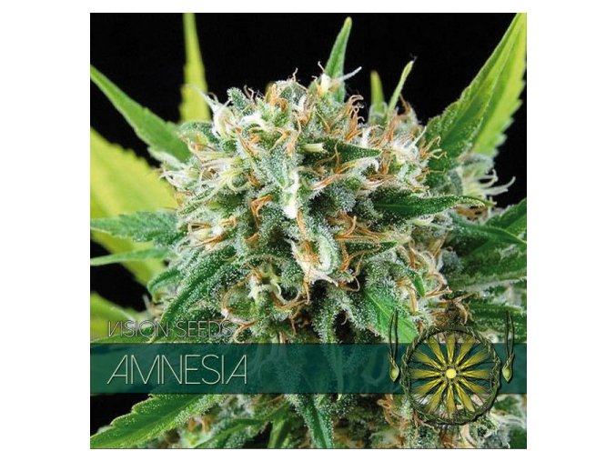 vision seeds amnesia