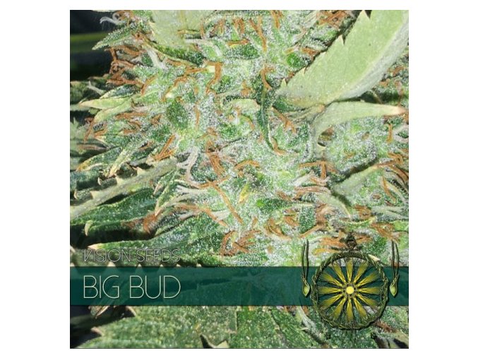 vision seeds big bud