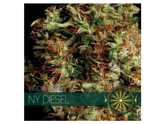 vision seeds ny diesel