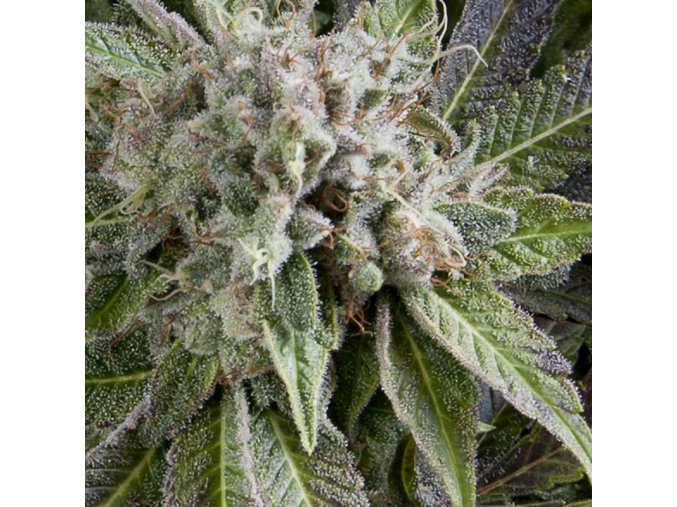 Blue Pyramid Autoflowering 800x800