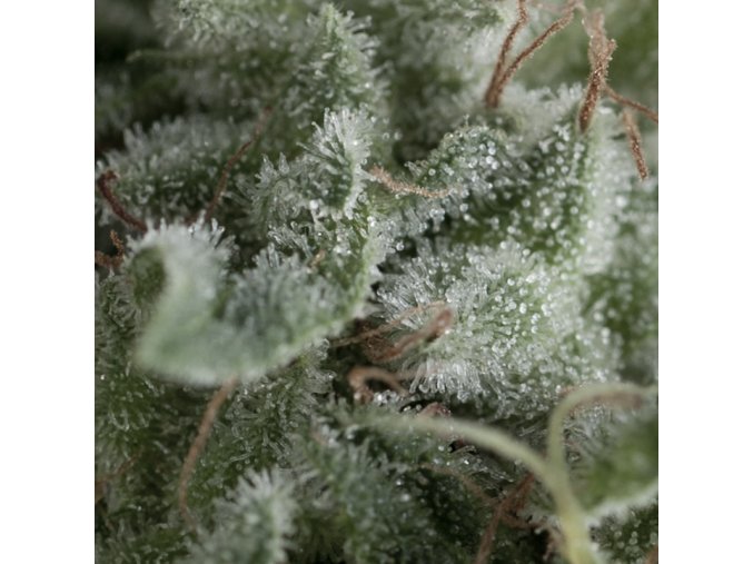 Nefertiti Autoflowering 800x800