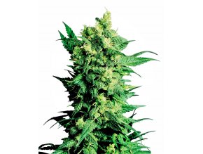 shiva shanti ii xl