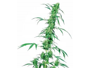 fruity juice xl