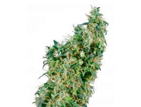 first lady xl