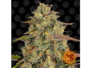 large amnesia lemon 1 956087