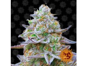 large gorilla zkittlez 1 341351