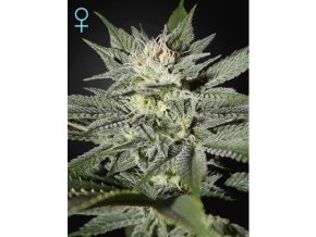 KK CBD rt02 17