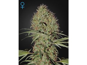 SuperBudAuto