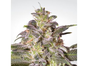 macig bud 2019