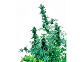 early skunk xl