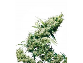 jamaican pearl xl