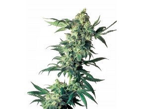 northern lights xl