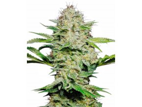 sensi skunk autoflowering xl