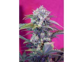 CREAMMANDARINE AUTO SWS29