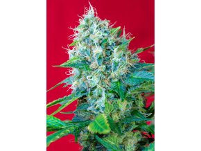 GREENPOISON(R) SWS14