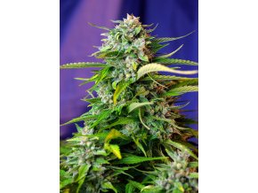 JACK47 AUTO(R) SWS31