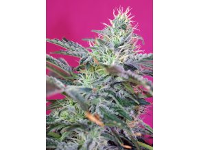 SWEETCHEESE AUTO(R) SWS33
