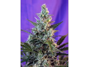 SWEETSKUNK F1FV SWS54