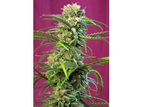 SWEET TAI(R) SWS03